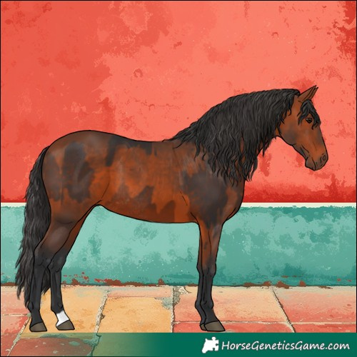 Horse Color:Brown Rabicano  and Bay Rabicano 