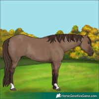 Horse Color:Liver Red Dun Rabicano 