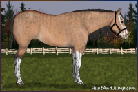 Horse Color:Bay Dun  and Bay Dun Splash 
