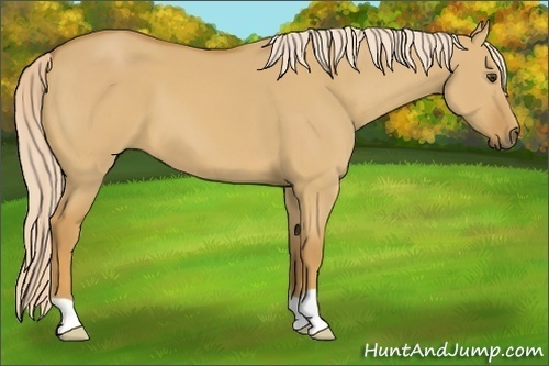 Horse Color:Palomino Dun 