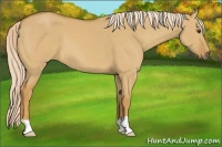 Horse Color:Palomino Dun
