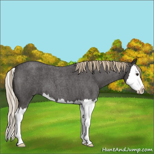 Horse Color:Liver Red Roan Splash 