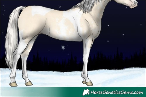 Horse Color:Silver Amber Cream Champagne Dun Sabino Tobiano 