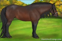 Horse Color:Brown 