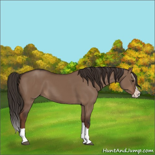 Horse Color:Liver Red Dun Splash 