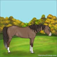 Horse Color:Liver Red Dun Splash 