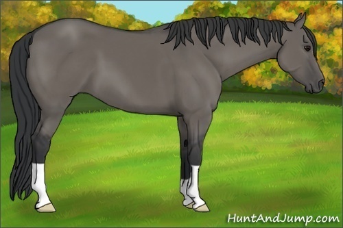 Horse Color:Grullo