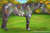 Horse Color:Nacre White Spotted Black Rabicano