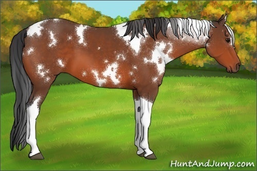 Horse Color:White Spotted Bay Tobiano 
