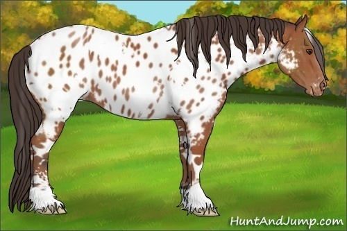 Horse Color:White Spotted Bay Sabino Appaloosa 