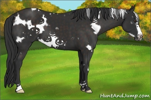 Horse Color:White Spotted Liver Chestnut Frame