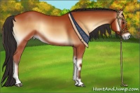 Horse Color:Bay Onyx 
