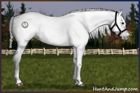 Horse Color:Gray White Spotted Black 
