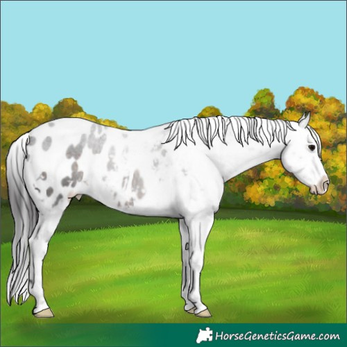 Horse Color:White Spotted Brown Appaloosa 