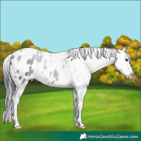 Horse Color:White Spotted Brown Appaloosa 