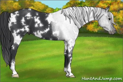 Horse Color:White Spotted Black Sabino