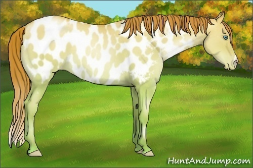 Horse Color:Chocolate Sable Champagne Pearl Dun Appaloosa 