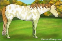 Horse Color:Chocolate Sable Champagne Pearl Dun Appaloosa 