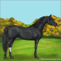 Horse Color:Black  and Black 
