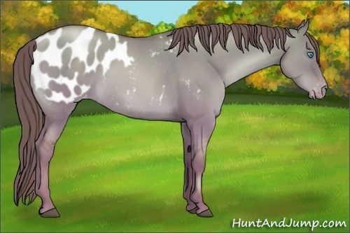 Horse Color:Chocolate Grullo Pearl Blanket Rabicano 