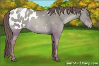 Horse Color:Chocolate Grullo Pearl Blanket Rabicano 