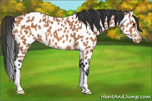 Horse Color:Bay Appaloosa 