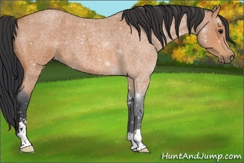 Horse Color:Bay Roan Sabino 
