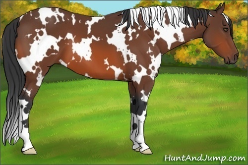 Horse Color:White Spotted Bay 