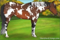 Horse Color:White Spotted Bay 