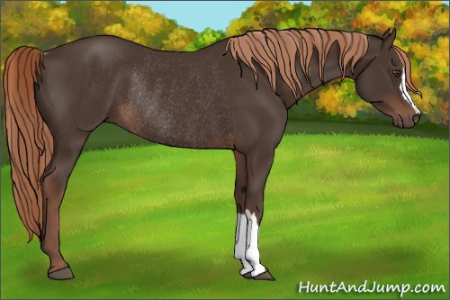 Horse Color:Liver Chestnut Rabicano 