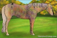 Horse Color:Void Nacre Palomino Varnish Rabicano 