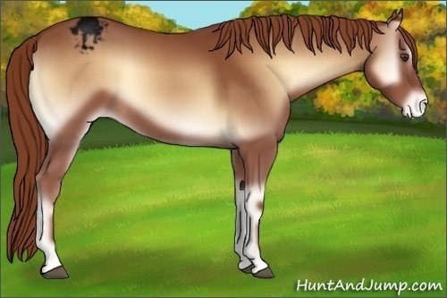 Horse Color:Void Nacre Red Onyx Sabino Appaloosa 