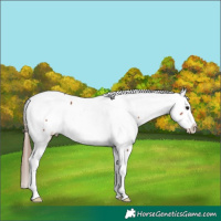Horse Color:Bay Appaloosa Rabicano 