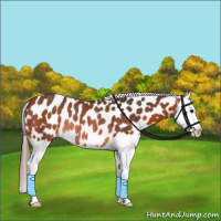 Horse Color:Bay Splash Appaloosa Rabicano 
