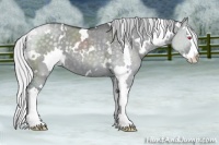 Horse Color:White Spotted Silver Grullo Chinchilla Splash 