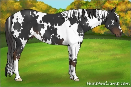 Horse Color:White Spotted Liver Chestnut