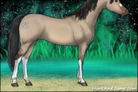 Horse Color:Bay Dun 