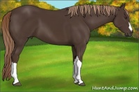 Horse Color:Liver Chestnut