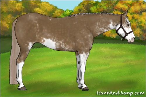 Horse Color:Chocolate Palomino Sabino