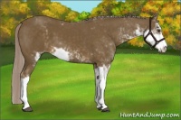 Horse Color:Chocolate Palomino Sabino