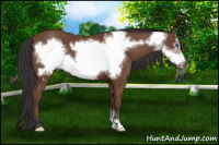 Horse Color:Bay Frame 