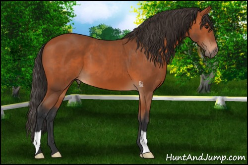 Horse Color:Bay 