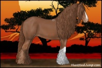 Horse Color:Chestnut Appaloosa