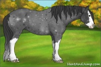 Horse Color:Black Sabino Splash 