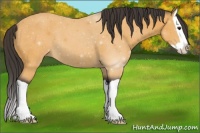 Horse Color:Buckskin Splash