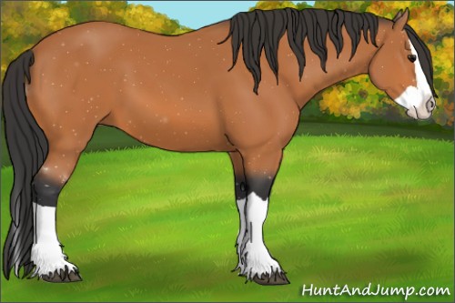 Horse Color:Bay Splash 