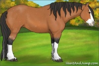 Horse Color:Bay Splash