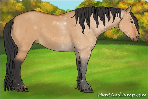 Horse Color:Bay Dun 