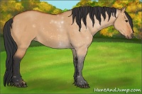 Horse Color:Bay Dun
