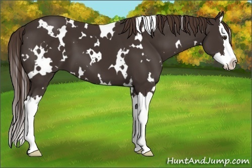 Horse Color:White Spotted Liver Chestnut Splash 